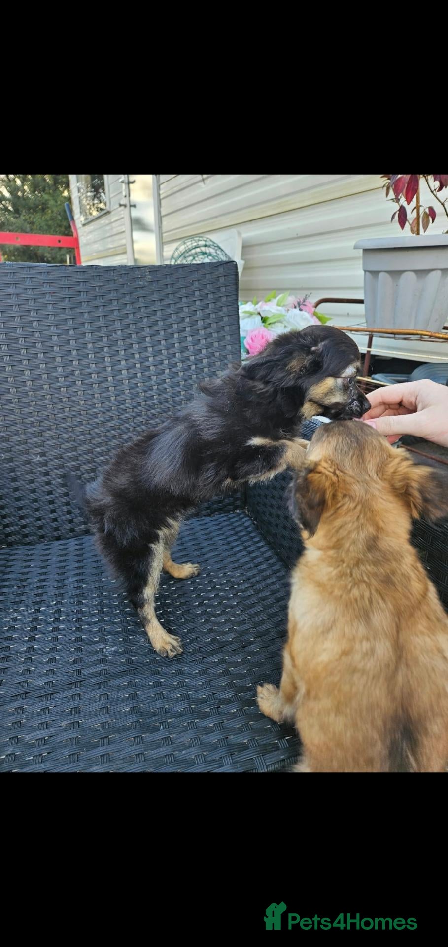 Chihuahua dogs Looking for Forever Homes  - Advert 3