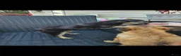Chihuahua dogs for sale: Looking for Forever Homes  in Sittingbourne - Advert 1