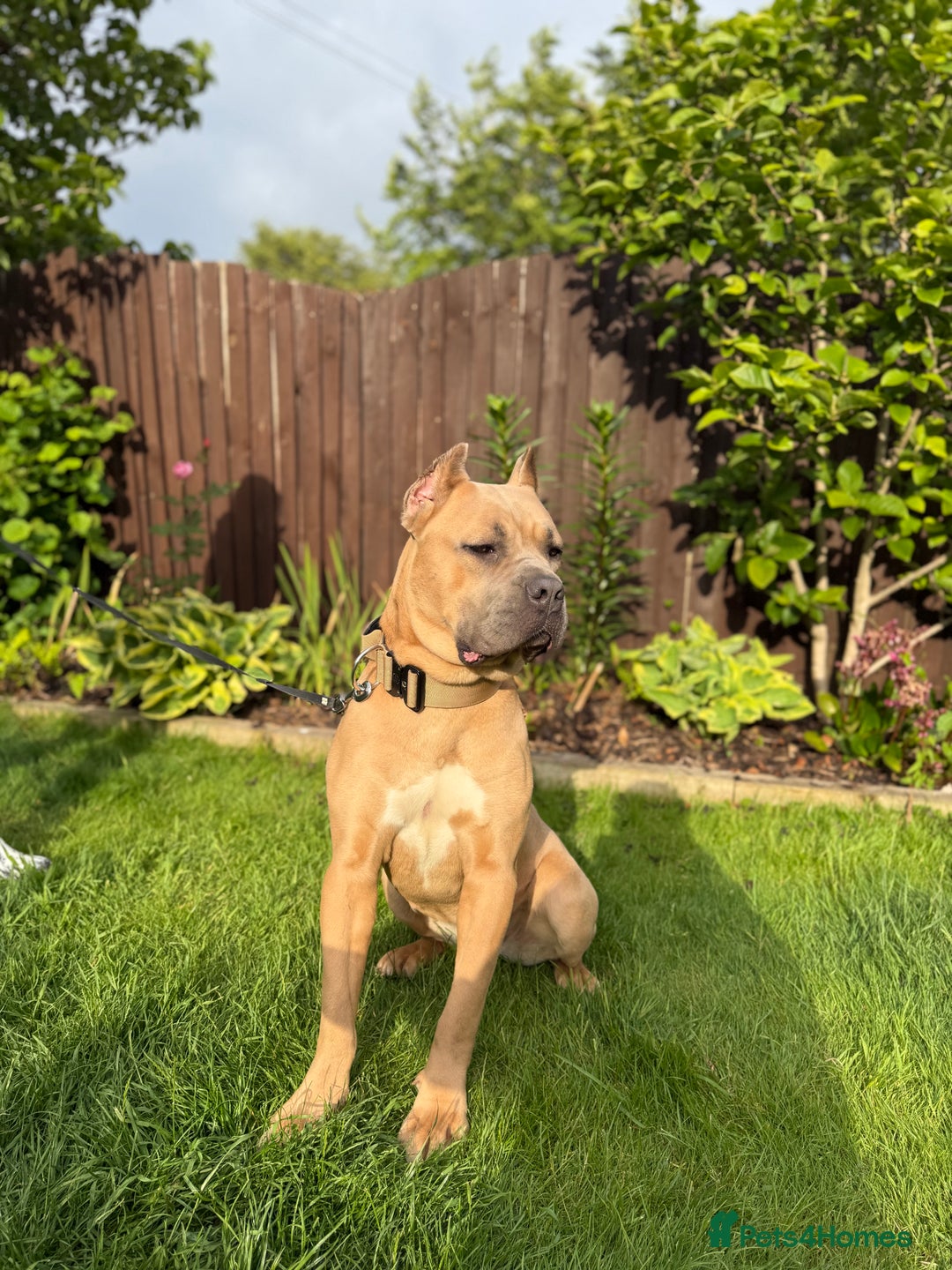 Cane Corso dogs for sale: 5 Gorgeous Black Cane Corsos ready to go🤍 - Image 9