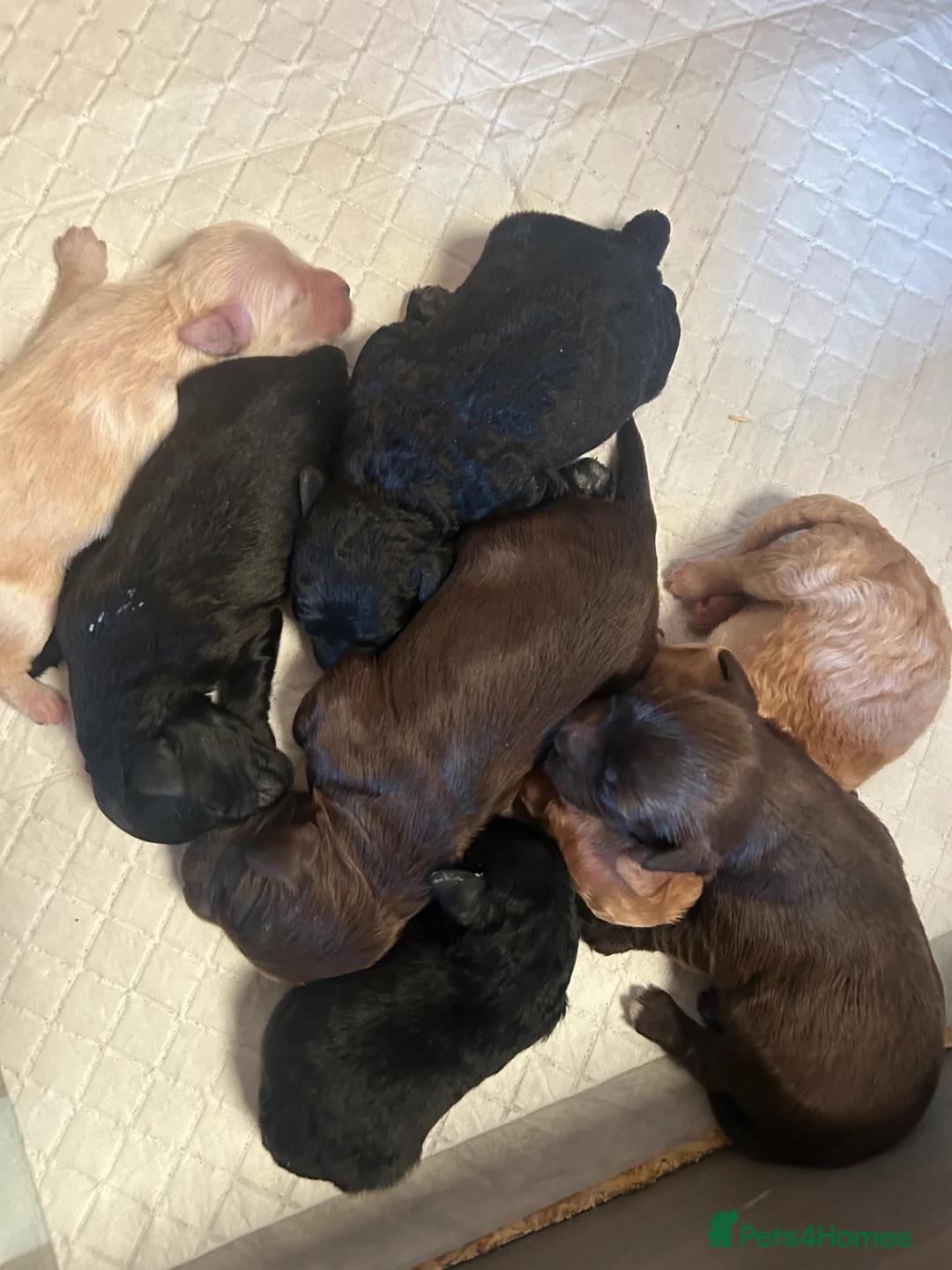 Cockapoo dogs for sale: Cockerpoo puppies  - Advert 13