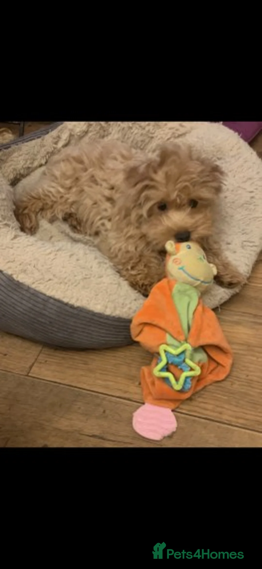 Cavapoo dogs for stud: Extensively Health Tested Deep Red Tiny Toy Poodle in Mansfield - Advert 15