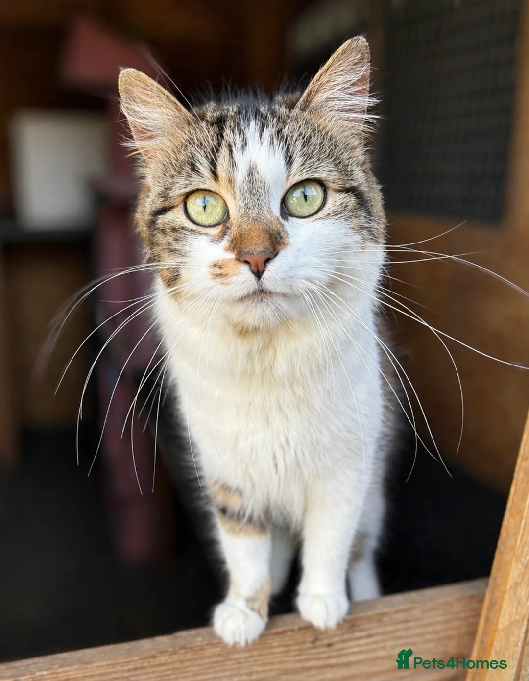 Domestic Shorthair cats for sale: Domestic shorthair kittens - Advert 5