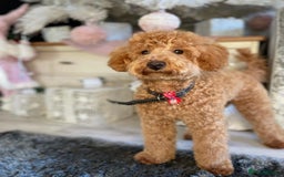 Toy Poodle dogs for stud: KC registered red toy poodle stud dog in Chelmsford - Image 2
