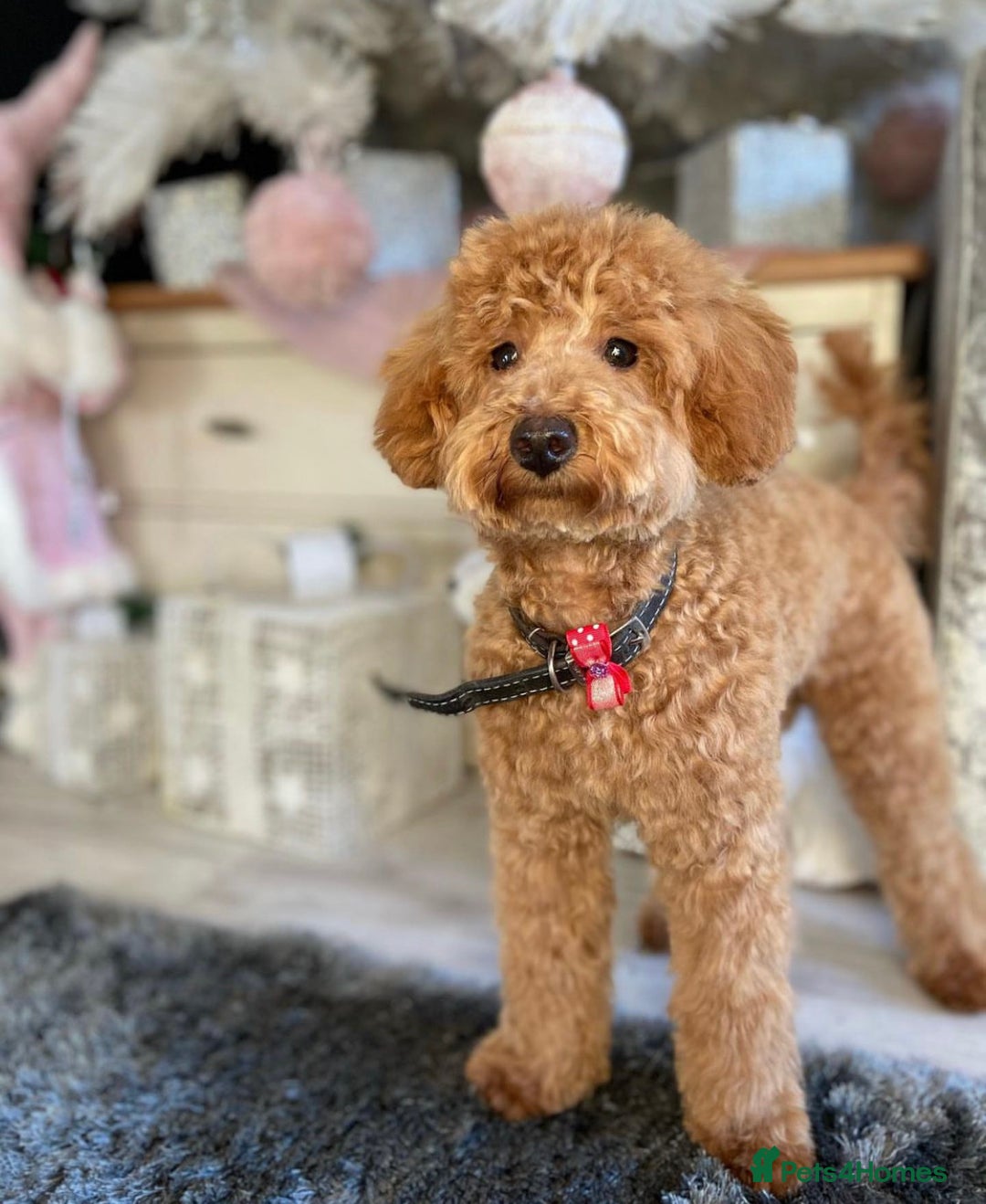 Toy Poodle dogs for stud: KC registered red toy poodle stud dog in Chelmsford - Image 2