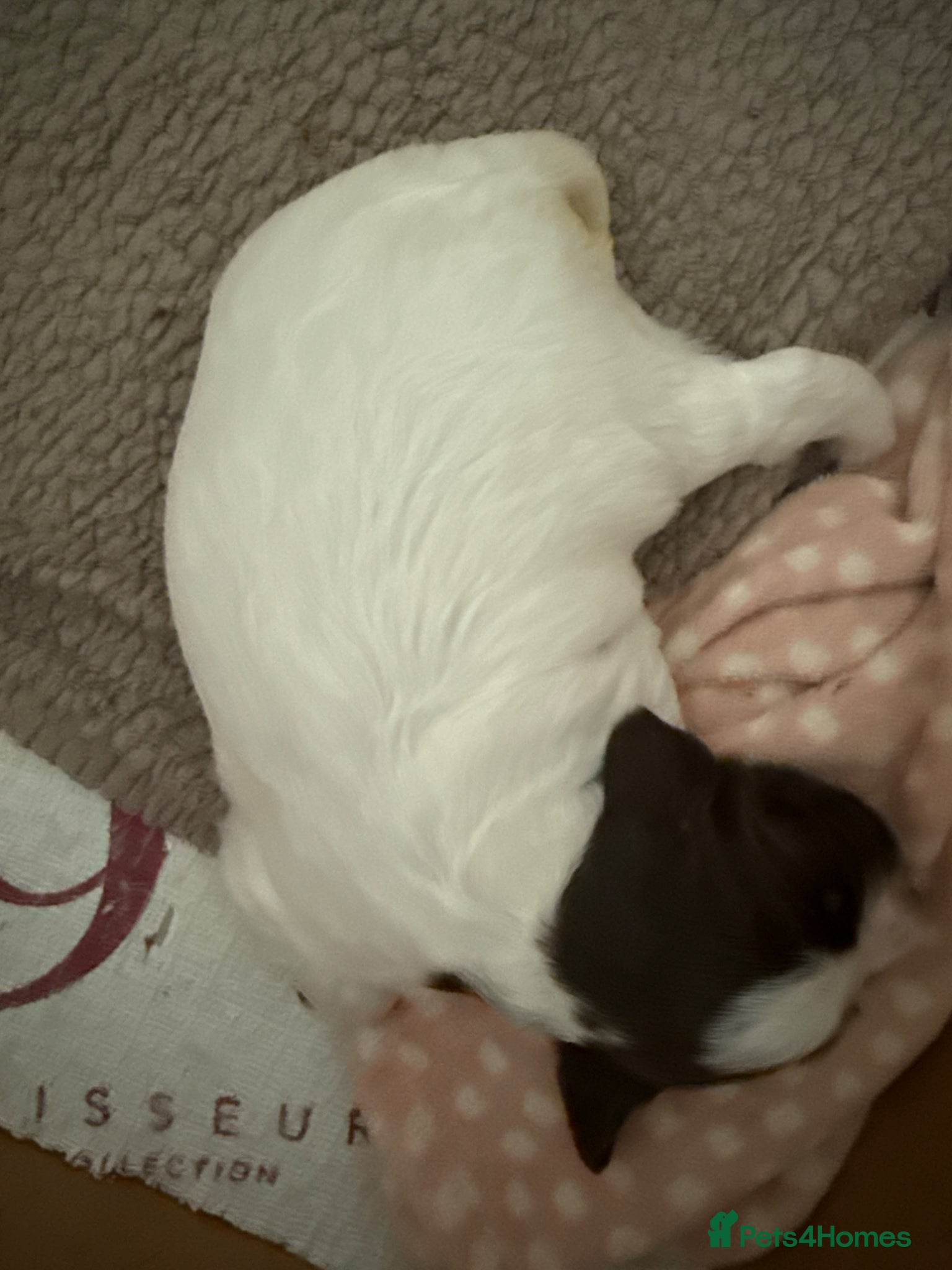 English Springer Spaniel dogs KC English Springer spaniel puppies  - Advert 12