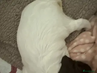 English Springer Spaniel dogs KC English Springer spaniel puppies - Advert 12