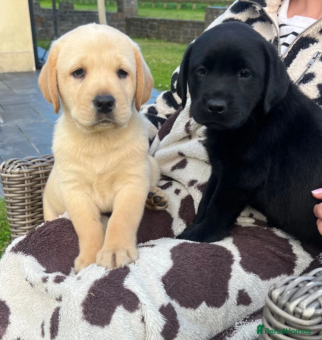 Labrador Retriever dogs for sale: Gorgeous Labrador Puppies For Sale - Advert 1