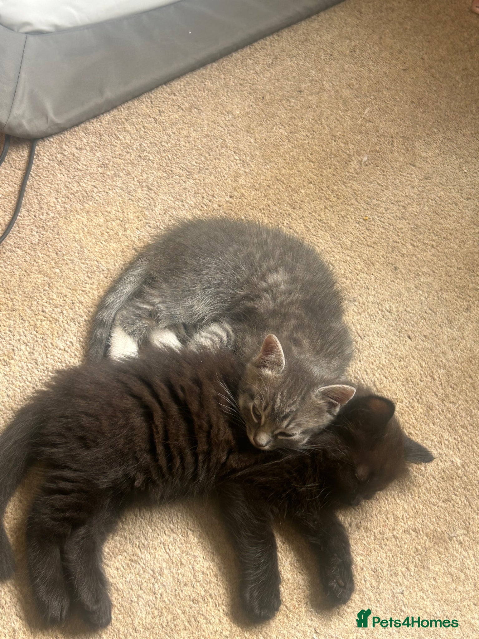 Ragdoll cats for sale: Ragdoll mixed kittens for sale  - Advert 4