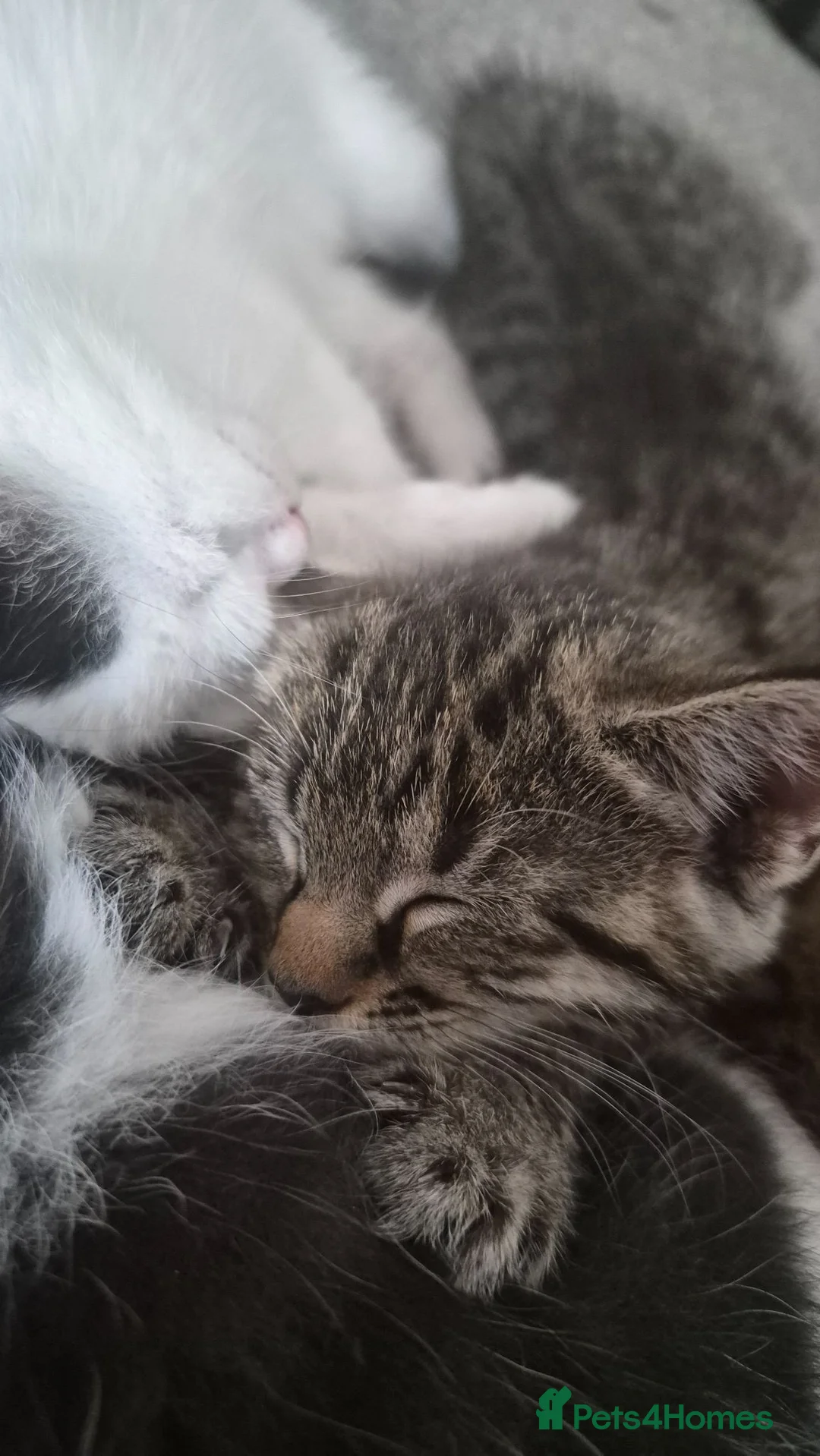 Mixed Breed cats for sale: Bengal/domestic kittens  - Advert 4