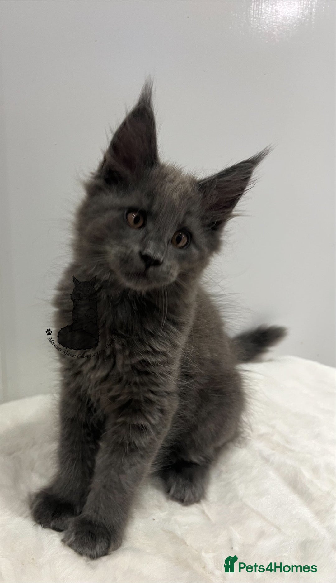 Maine Coon cats for sale: TICA boy male blue kitten Maine Coon nice  - Advert 2