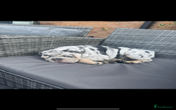 English Bulldog dogs for sale: Grey Merle male english bulldog puppy - Image 11