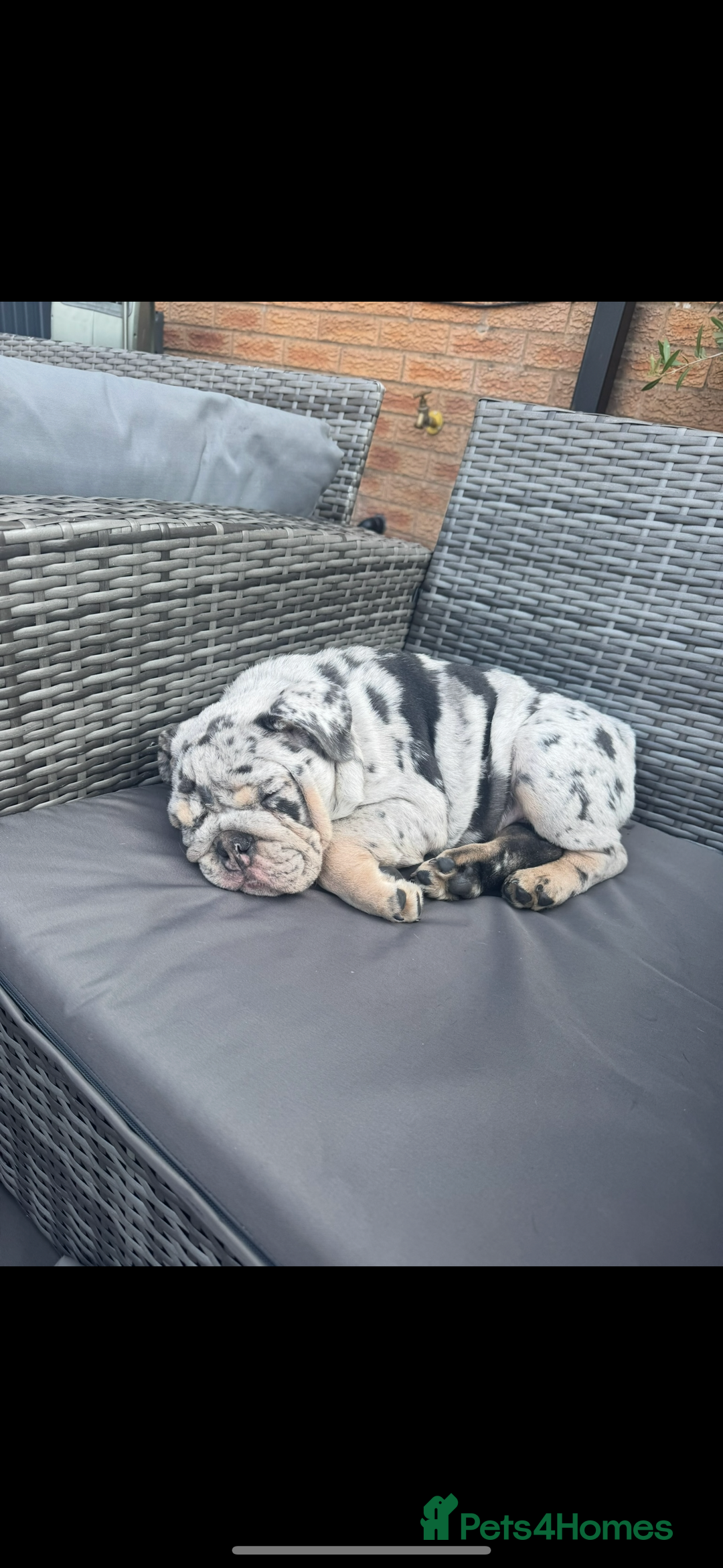 English Bulldog dogs for sale: Grey Merle male english bulldog puppy - Image 11