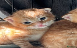 Domestic Shorthair cats for sale: 4 beautiful kittens  - Image 7
