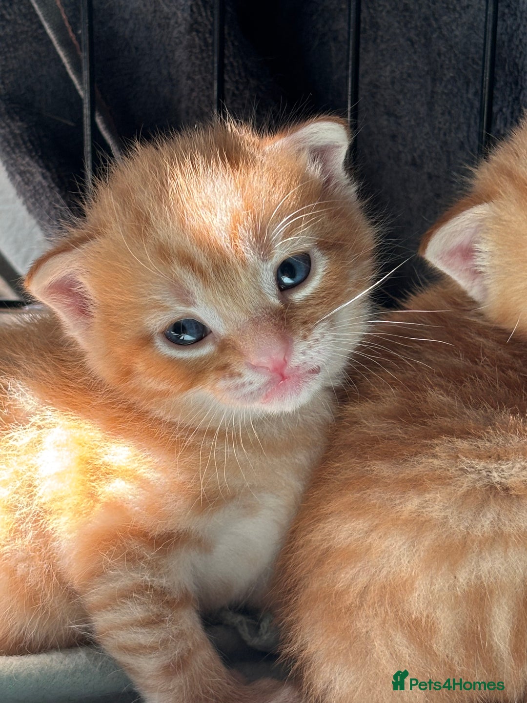 Domestic Shorthair cats for sale: 4 beautiful kittens  - Image 7
