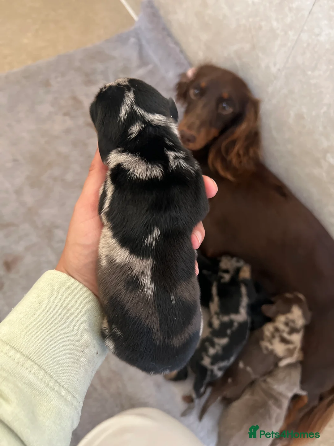 Dachshund dogs for sale: Beautiful dachshunds 3 girls 1 boys 🏡 - Advert 2