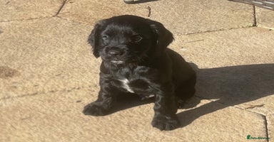 Cocker Spaniel dogs - Advert 11