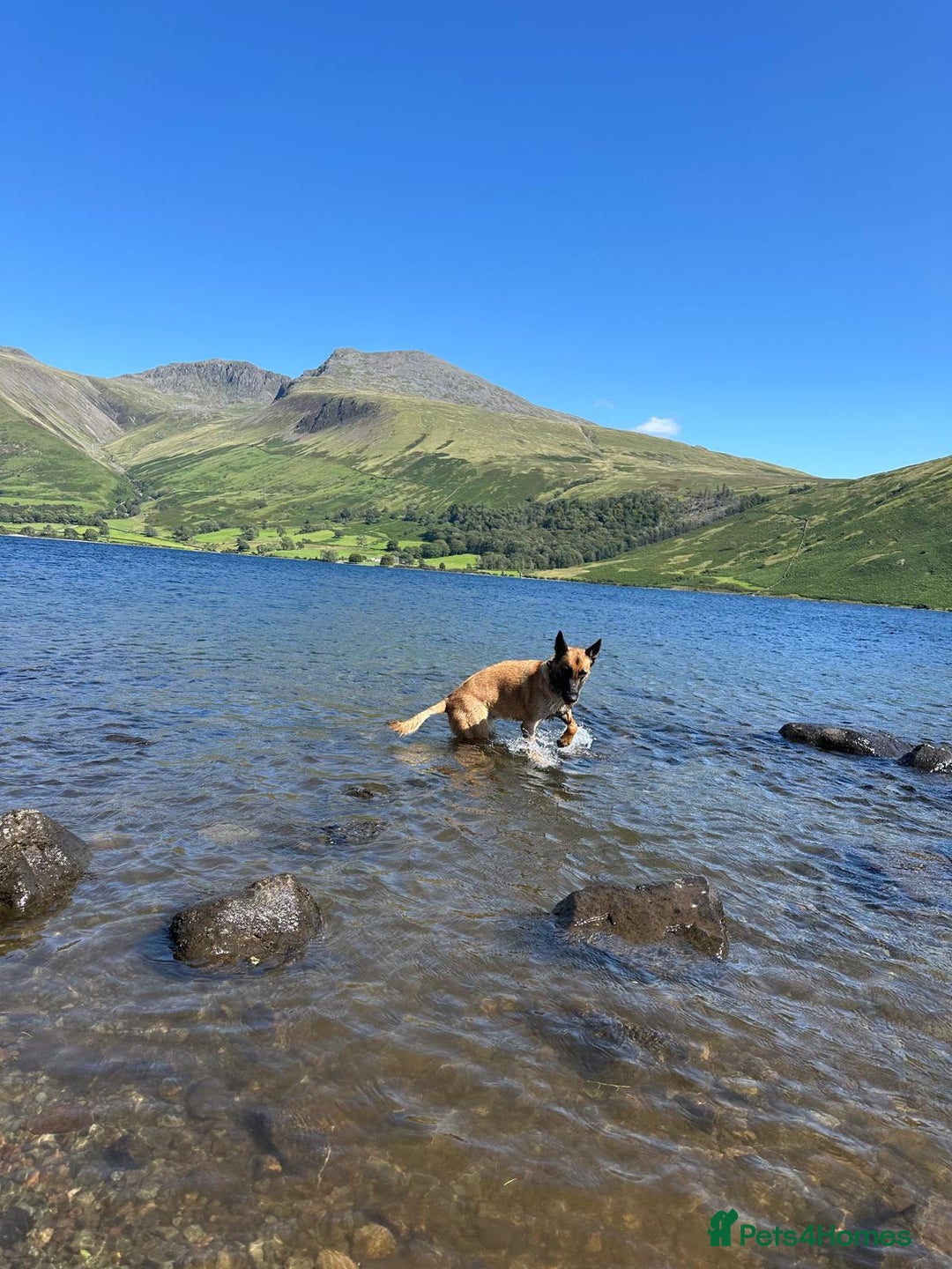 Belgian Shepherd Dog dogs for sale: Belgian Malinois is due before 5th of January - Advert 2