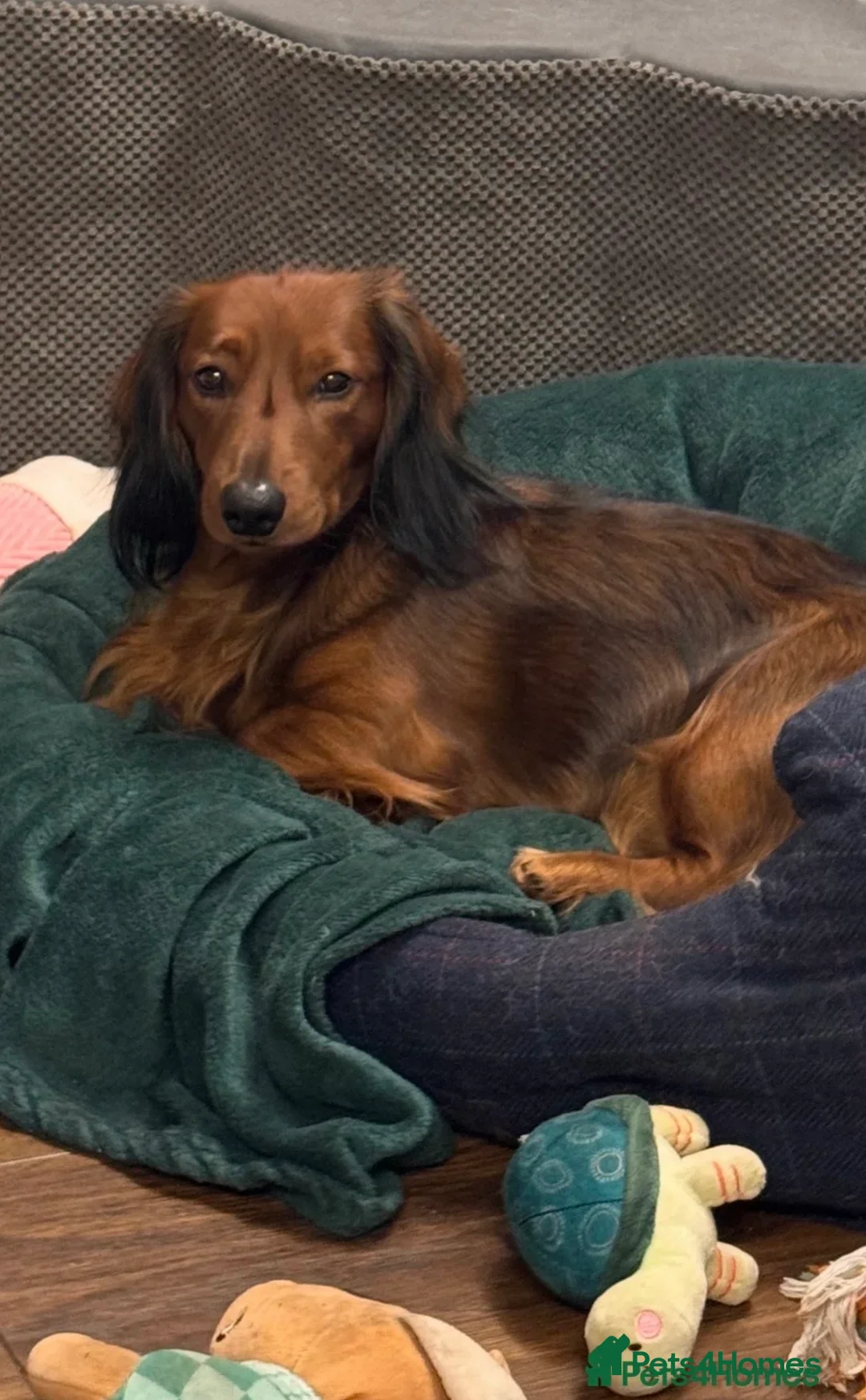 Dachshund dogs for sale: Charlie the Dachsund - Advert 2