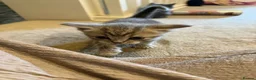 British Shorthair cats for sale: British short hair kittens - Advert 9