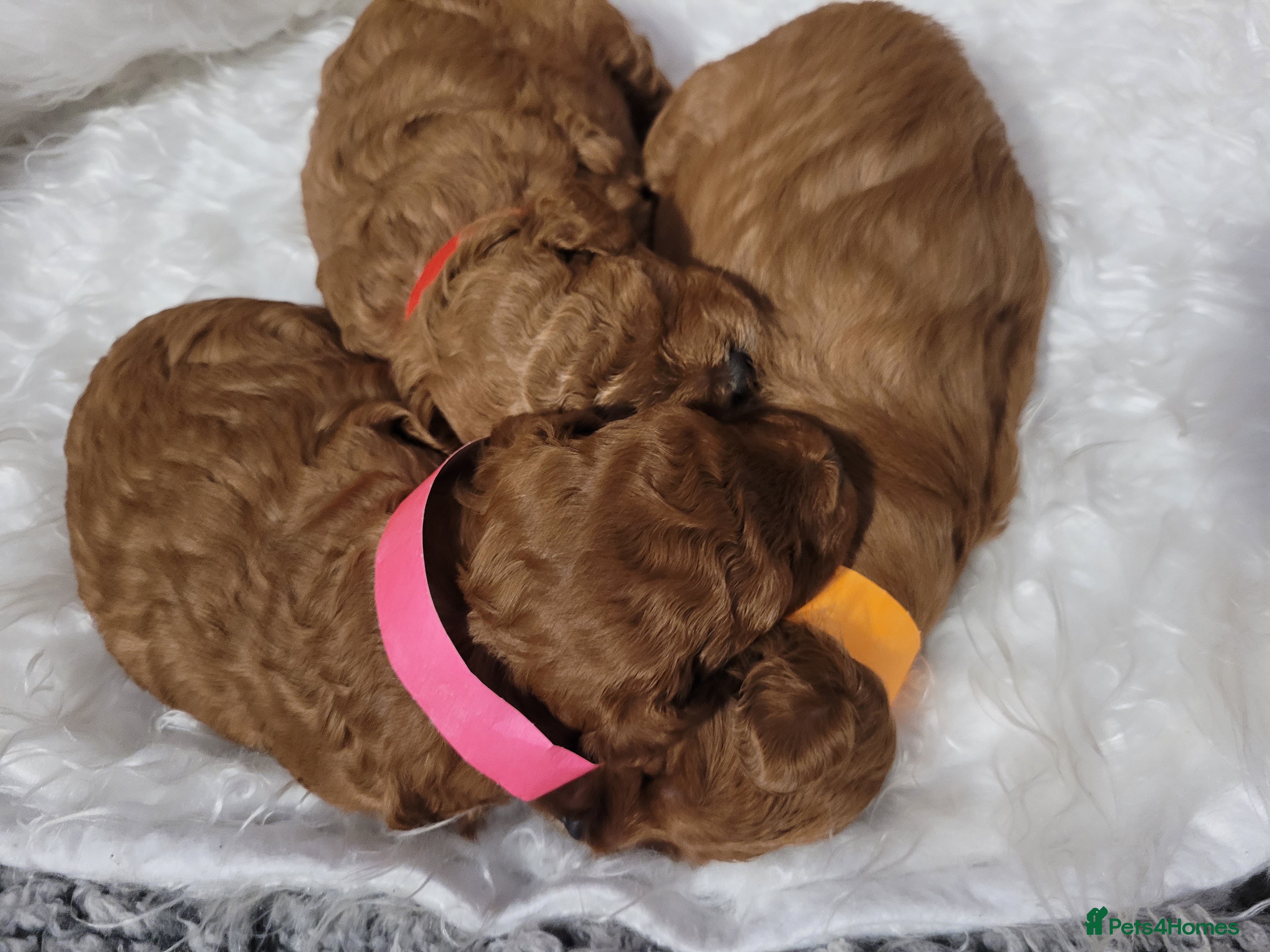 Cavapoo dogs Adorable Cavapoo puppies F1b - Advert 2