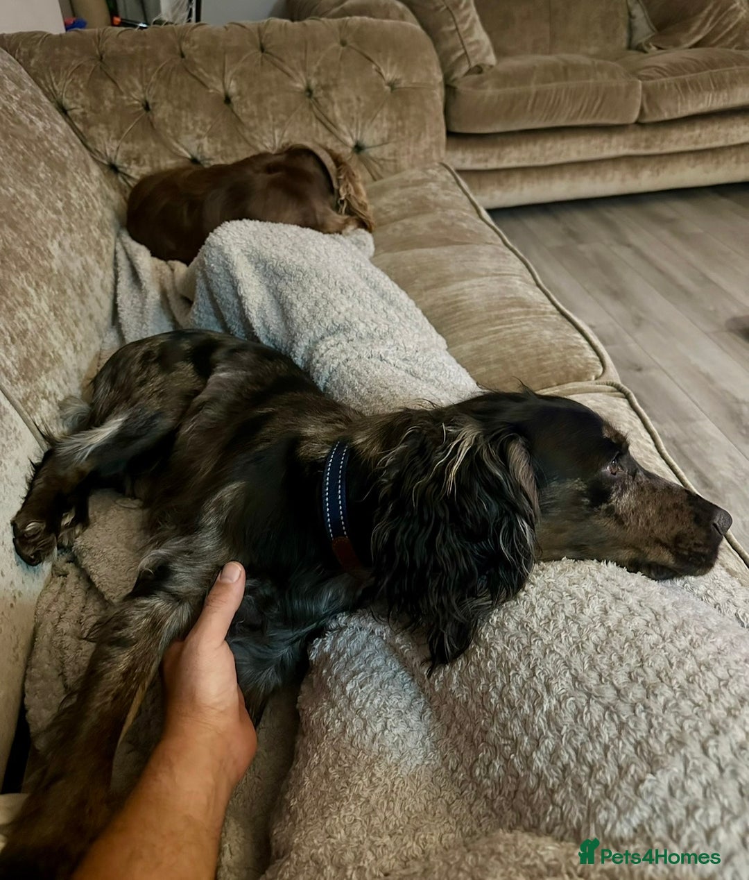 Cocker Spaniel dogs for sale: Beautiful Merle cocker spaniel - Advert 16