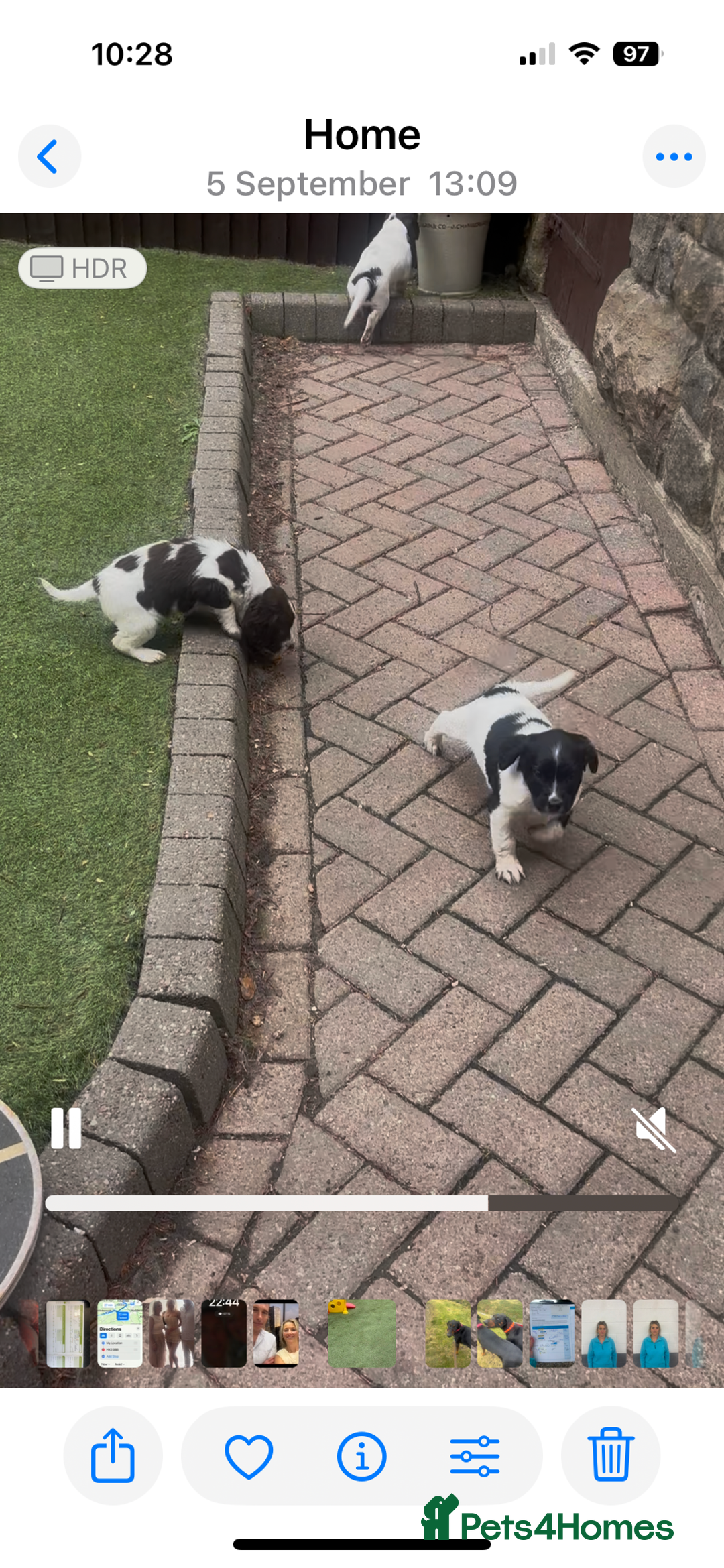 English Springer Spaniel dogs for sale: GORGEOUS FEMALE PUP AVAILABLE - Image 2