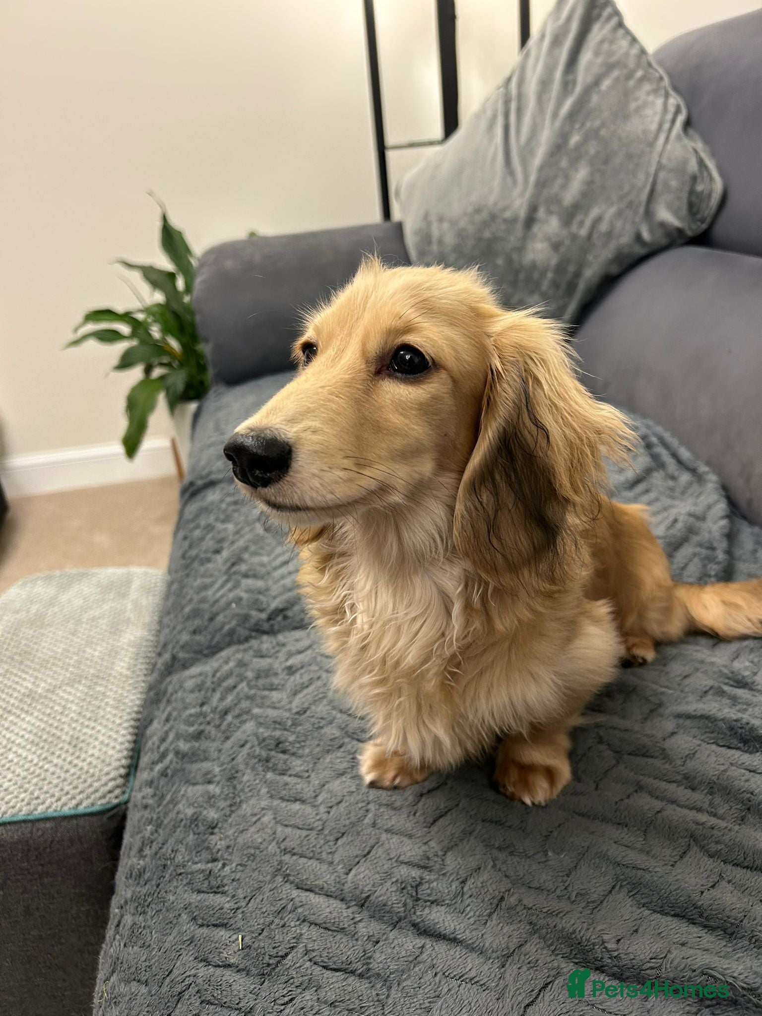 Miniature Dachshund dogs Mini Long Haired Female Dachshund - Advert 10