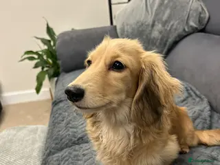 Miniature Dachshund dogs Mini Long Haired Female Dachshund - Advert 10