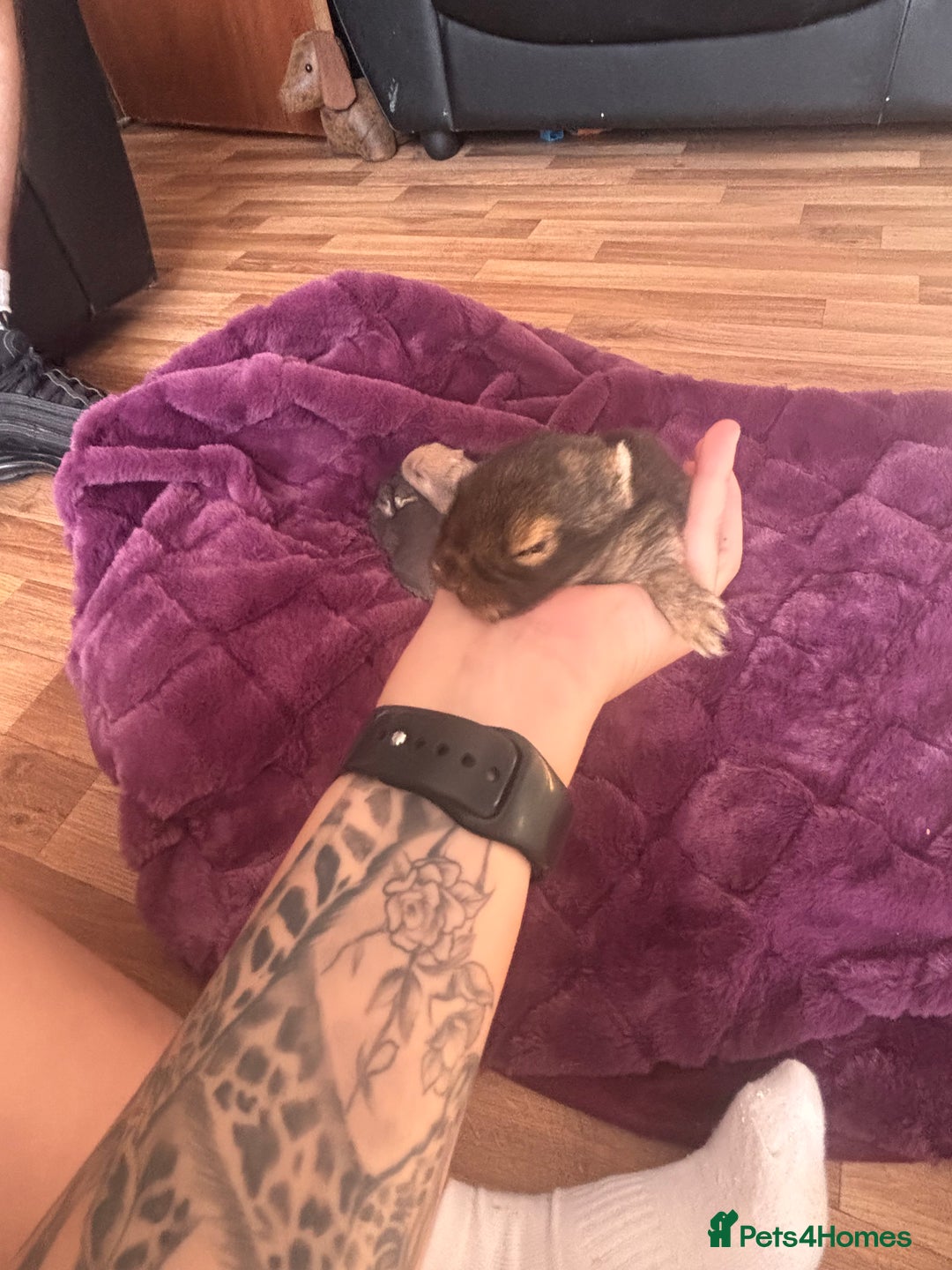 Mini Lion Lop rabbits for sale: Mini lion lops  - Image 7