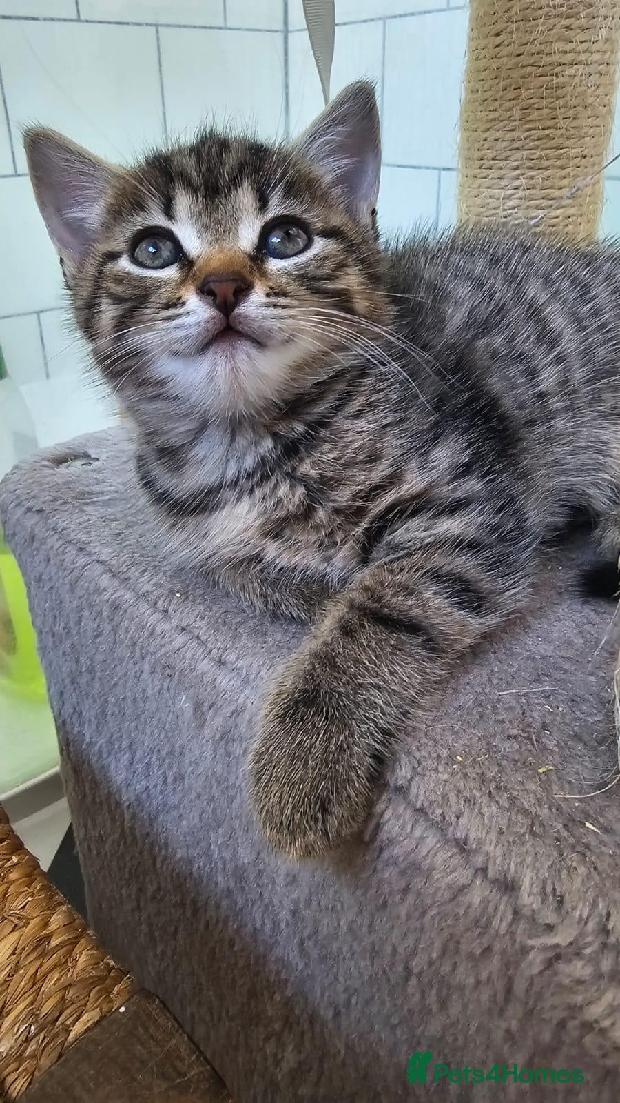 Mixed Breed cats 3 Gorgeous Female Kittens - Advert 5