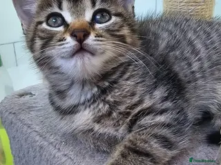 Mixed Breed cats 3 Gorgeous Female Kittens - Advert 5