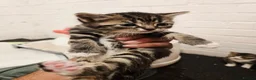 Mixed Breed cats for sale: 💖 Gorgeous British Shorthair Mix Kittens –  🐾 in Peterborough - Advert 26