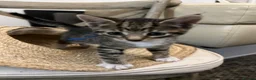 Mixed Breed cats for sale: Kitten  - Advert 18