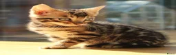 Bengal cats for sale: 3 TICA BENGAL BOYS – BROWN ROSETTED MALES – £850 - Advert 11