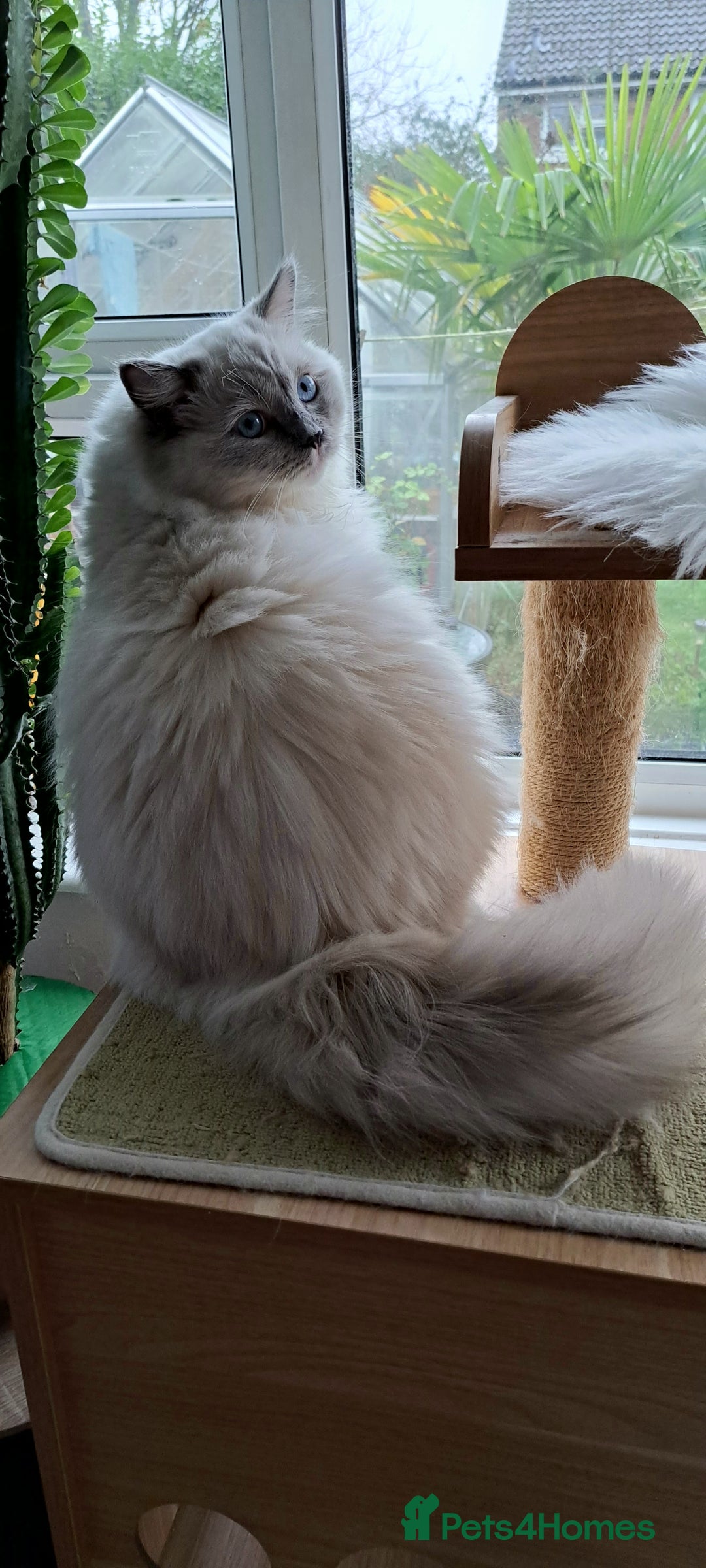 Ragdoll cats for sale: GCCF reg Ragdoll kittens  - Advert 14