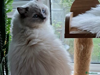 Ragdoll cats GCCF reg Ragdoll kittens - Advert 15