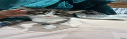 Mixed Breed cats for sale: Playful kittens  - Advert 2