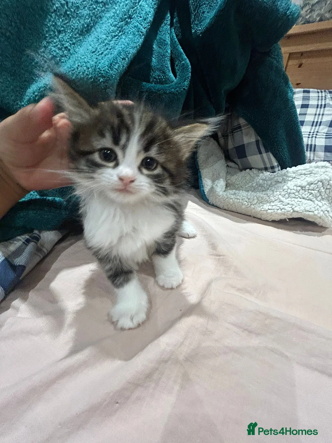 Mixed Breed cats for sale: Playful kittens  - Advert 2