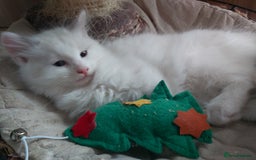 Ragdoll cats for sale: RAGDOLLS BOYS BICOLOUR VACCINATED MICROCHIPED  - Image 23