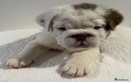 English Bulldog dogs for sale: Full fluffy British bulldog - Image 2