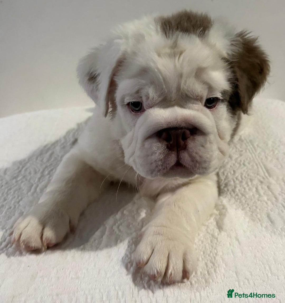 English Bulldog dogs for sale: Full fluffy British bulldog - Image 2