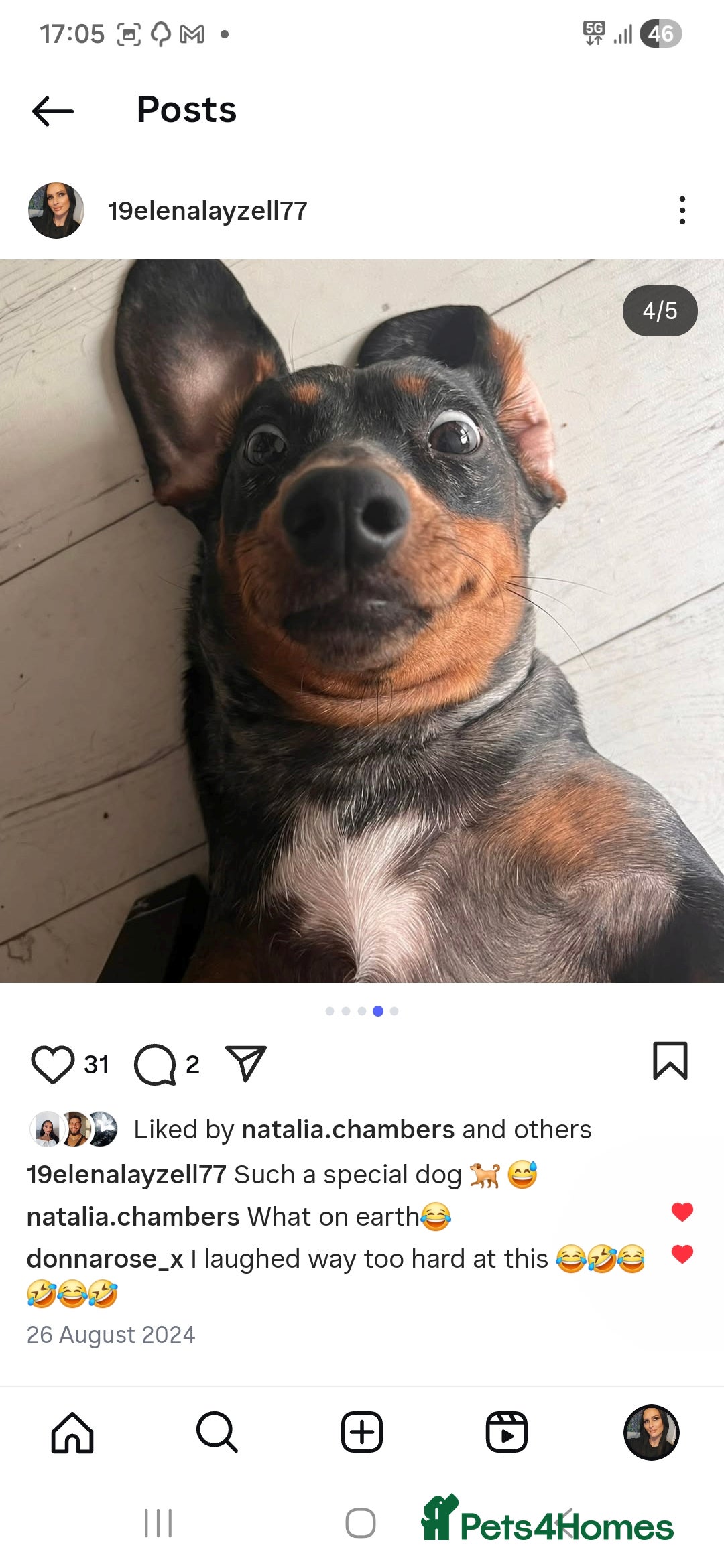 Dachshund dogs for sale: Standard dapple Dachsund  - Advert 4