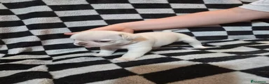 Pug 1