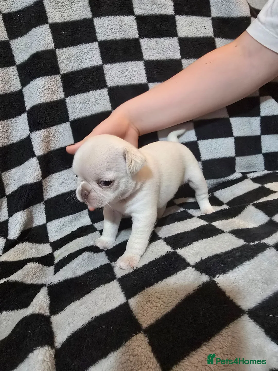 Pug dogs for sale: Kc registered Pug puppies  - Advert 22