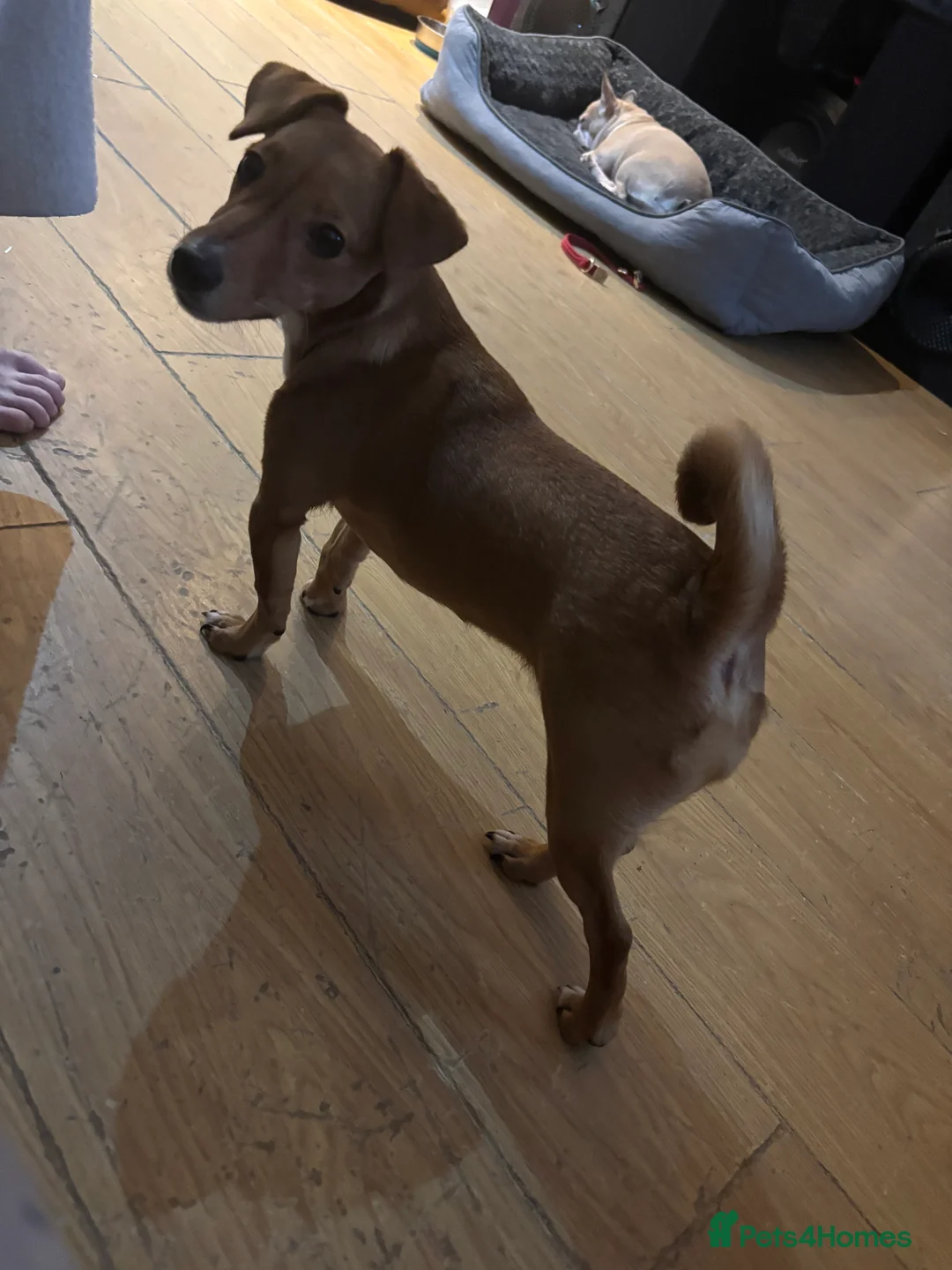 Mixed Breed dogs for sale: Jack Russell x chihuahua  - Advert 1