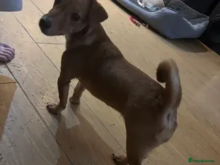 Mixed Breed dogs Jack Russell x chihuahua - Advert 13