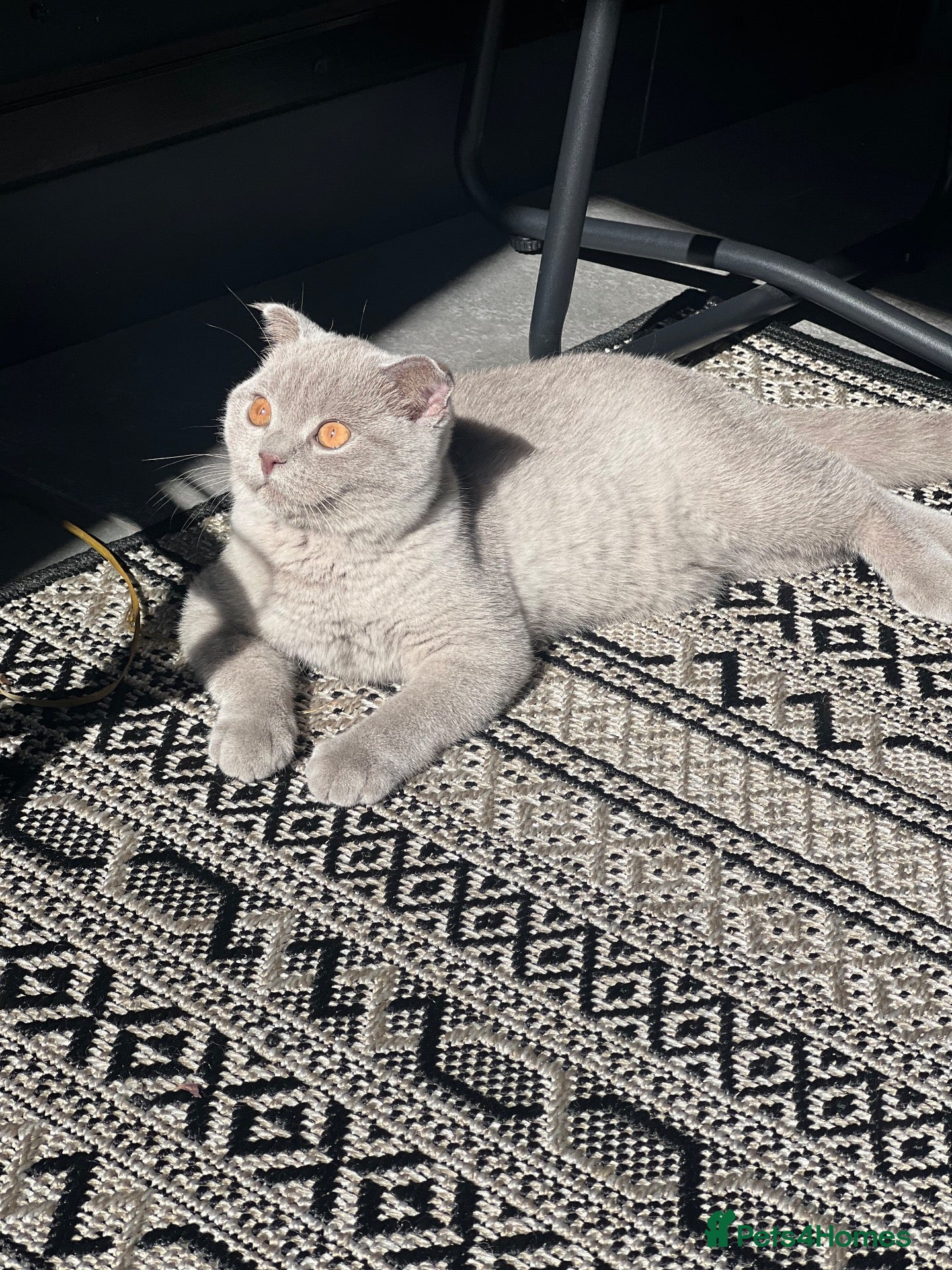 Scottish Fold cats Scottish Fold/British Shorthair  - Advert 1