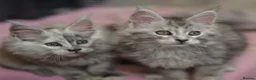 Maine Coon cats for sale: Tica Maine Coon Kittens available for reservation - Advert 3
