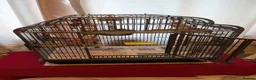Cockatiels birds for sale: Beautiful cockatiel and large cage  in Norwich - Advert 2