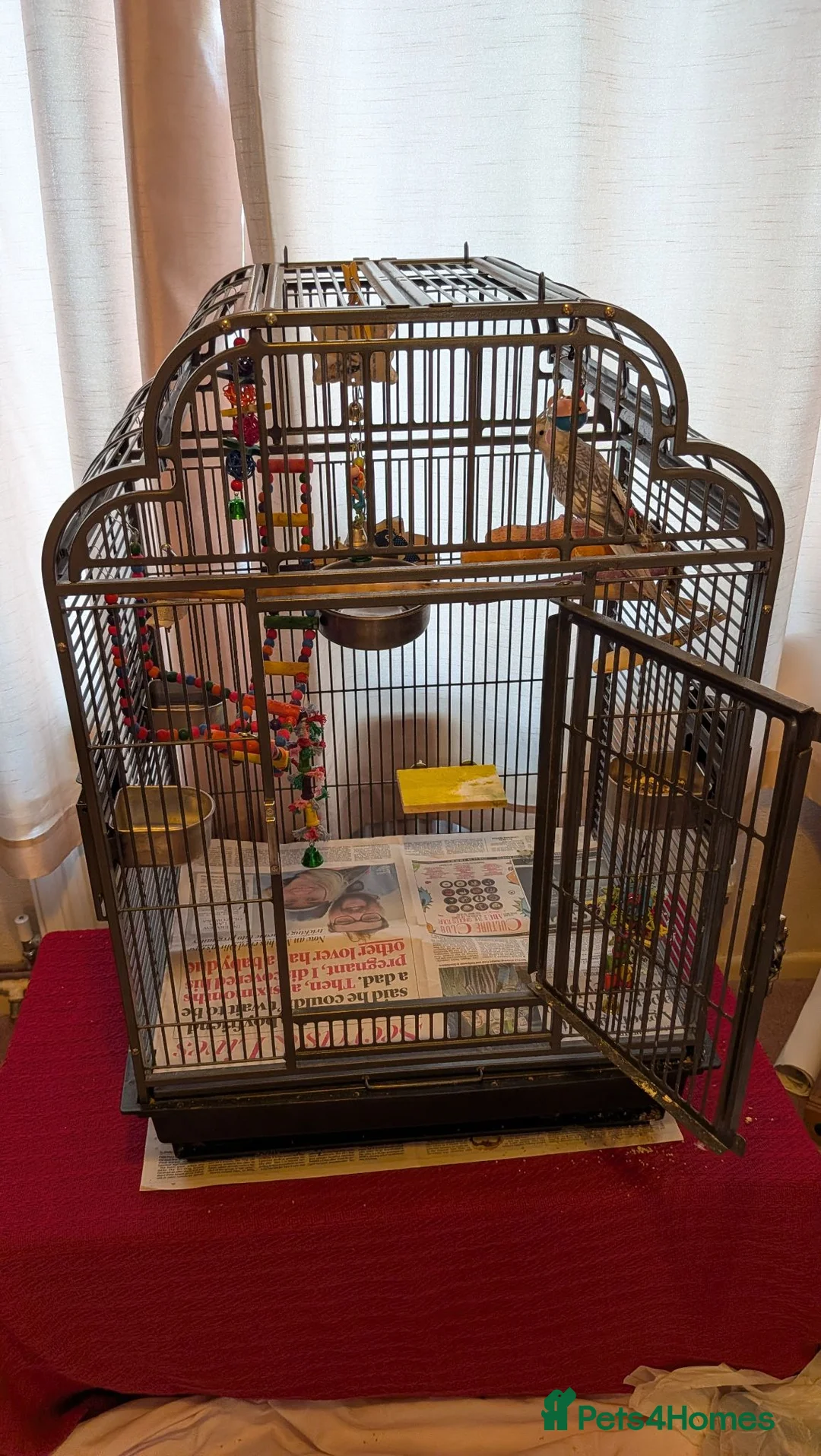 Cockatiels birds for sale: Beautiful cockatiel and large cage  in Norwich - Advert 2